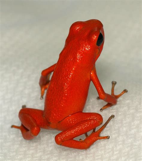 Strawberry Poison Dart Frog Sapos Venenosos Pererecas Répteis E