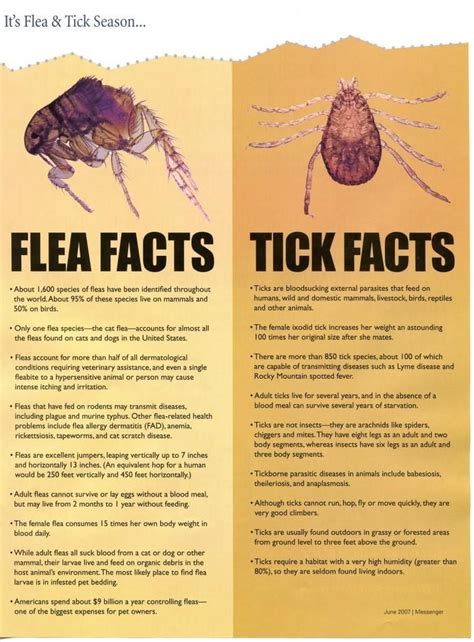 Get The Facts On Fleas And Ticks Fleas