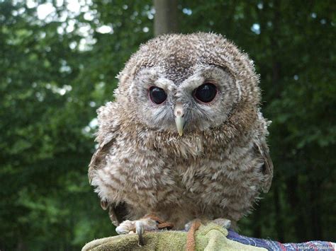 Cat Owl Nestling Juveniles Wildlife Babies Birds Of Prey Owlets