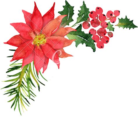 Free vintage image holly and berries old design shop blog. Christmas Flowers Drawing | Free download on ClipArtMag