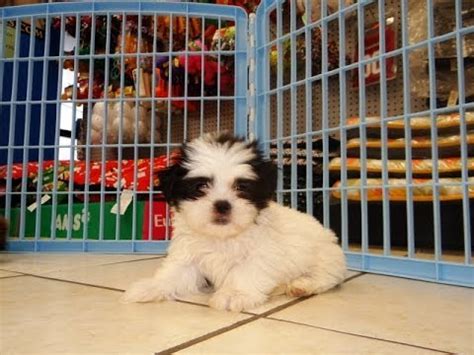 Bear comes with his aca. Shih Tzu, Puppies, Dogs, For Sale, In Virginia Beach ...