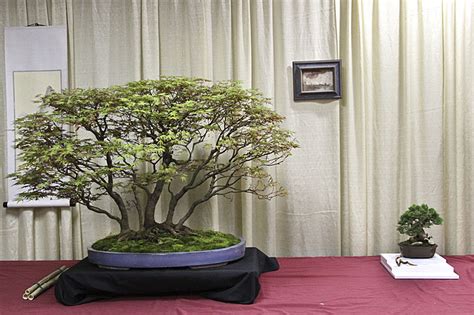 They owned and ran rosade bonsai studio in new hope, pennsylvania. 2013 MID ATLANTIC SPRING FESTIVAL EXHIBIT