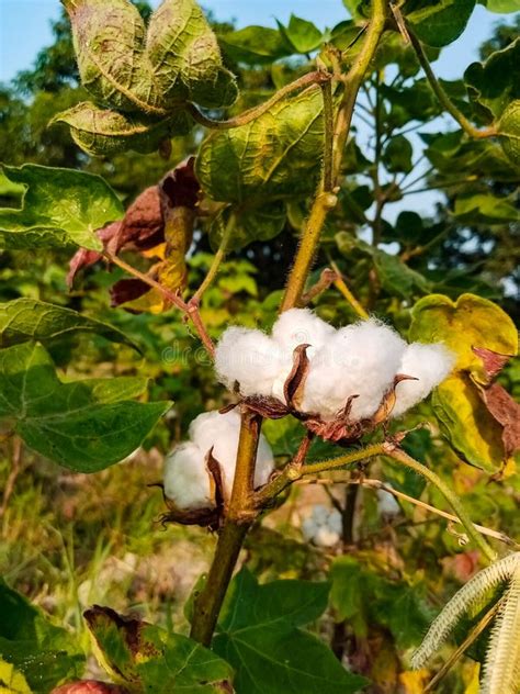 Close Up Of White Cotton Flower White Cotton Cotton Flower Cottons