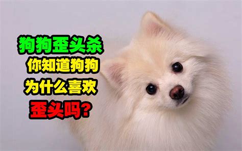 你知道狗狗为什么总喜欢歪头嘛？哔哩哔哩bilibili