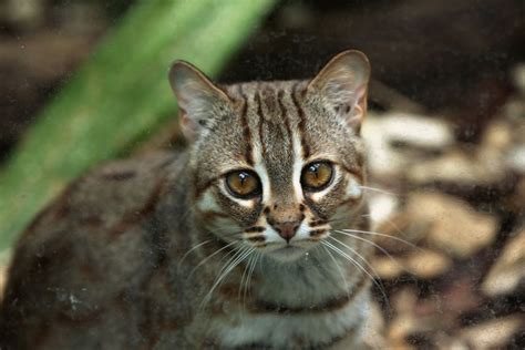 10 Of The Worlds Most Threatened Cats Love Nature Wild Cats Small