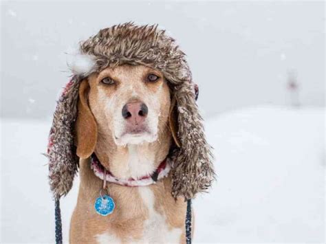 Cold Weather Safety Tips Oklahoma Humane Society
