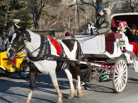 The Top Things To Know Before Booking A Central Park Horse And Carriage