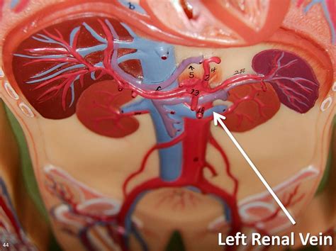 Renal Blood Vessels Labeled Nikola Kumar