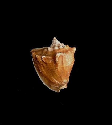 Free Picture Sea Shell Black Background