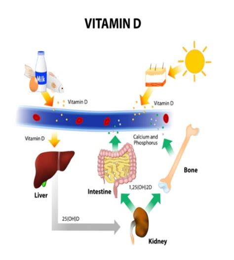 Vitamina D Tutte Le Conseguenze Di Una Carenza Vitamina D Vitamine