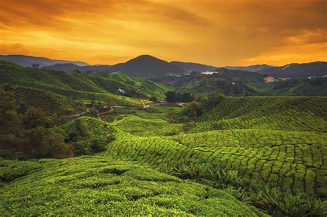 Cameron highlands resort, strawberry park resort, and copthorne hotel cameron highlands are all popular resorts for travellers staying in cameron. 馬來西亞金馬倫高原的茶原 - I'am / Moment / Getty Images in 2020 ...