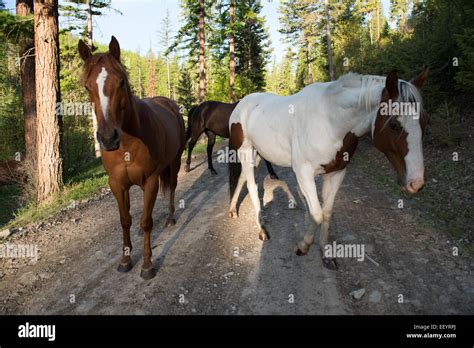 Horses At The Artemis Acres Guest Ranch In Kalispell Montana Just