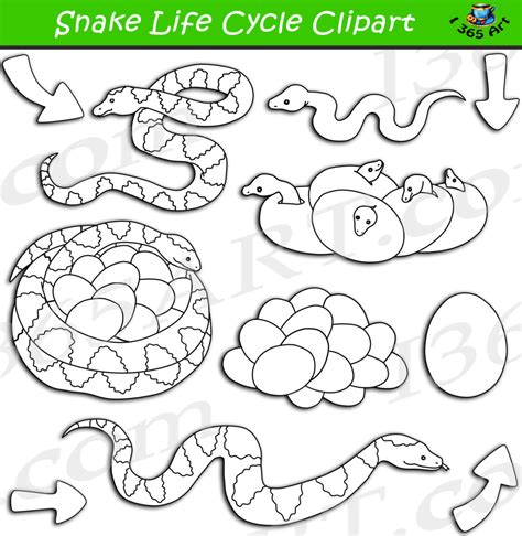 Snake Life Cycle Clipart Set Download Clipart School Porn Sex Picture