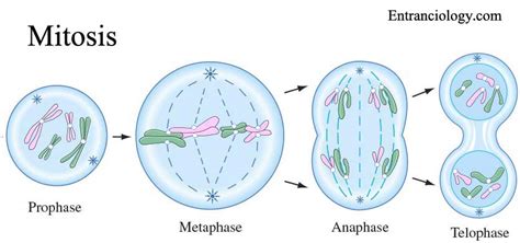 Cell Division Mitosis And Meiosis Entranciology Science Biology