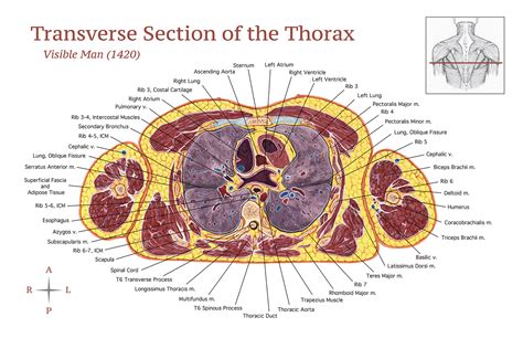 Transverse Section Of The Thorax Clipart Etc Images And Photos Finder