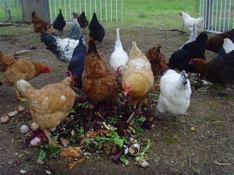 Commercial producers feed a highly controlled diet to their birds, and there are good reasons for that. chicken treats