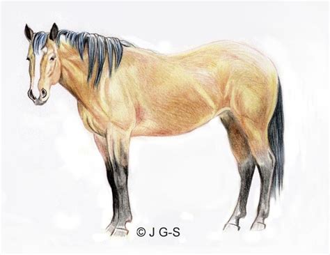 Remember, realism is key if you want visitors glued to your art. Tutorial to Teach You How to Draw a Realistic Horse in ...