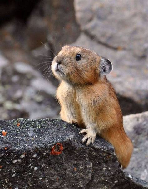 The Pika Is The Small Adorable Relative Of The Rabbit Baby Animals