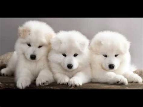 Gambar Anak Anjing yang Lucu-Lucu - YouTube