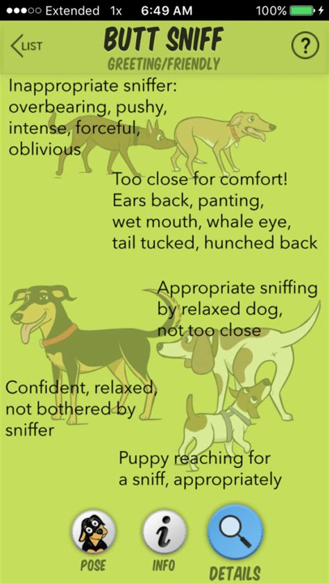 Why Do Dogs Smell Each Others Butts Behavior Explained Dogster