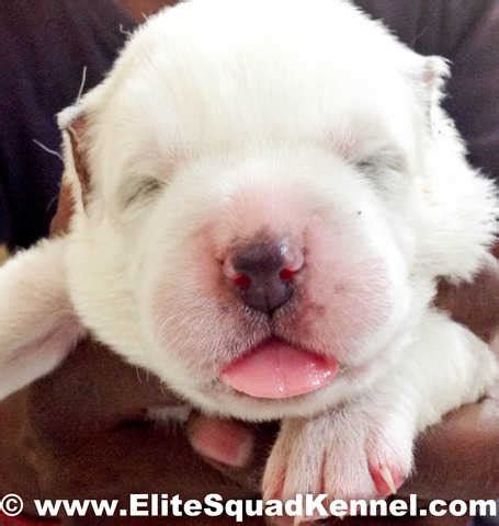 We work with turkmenian line from the best turkmenian dogs. ALABAI Puppies for SALE Ludhiana ELITE SQUAD KENNEL FOR ...