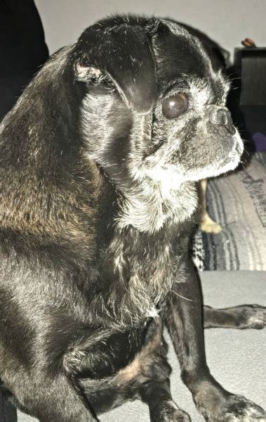 Ford 95 Yo Adopted Dfw Pugs