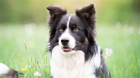How Much Do Border Collies Usually Cost
