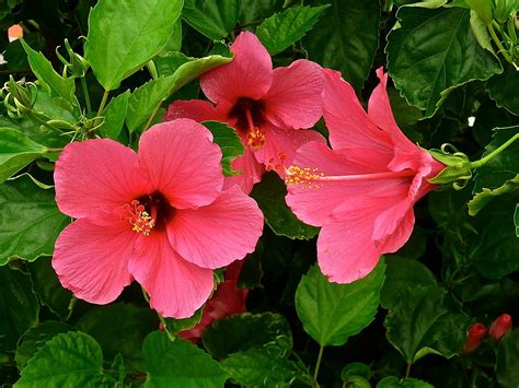 Gratis untuk komersial tidak perlu kredit bebas hak cipta. Hibiscus , bunga Sepatu . | Flowers in Kuta . | Franc Le ...