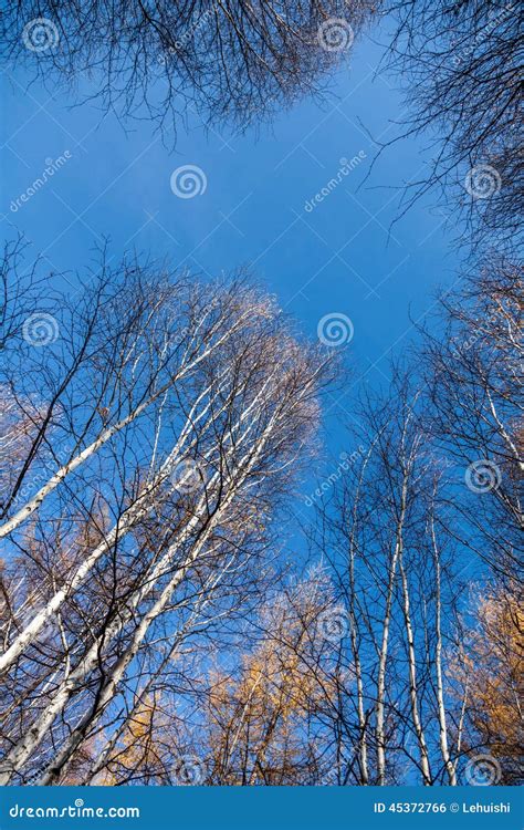 White Birch Tops Birch Trees Against Of The Sky Stock Photo Image Of