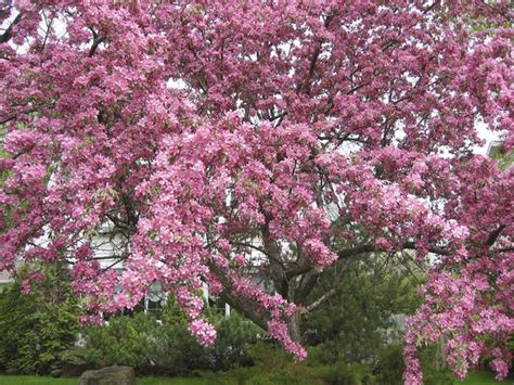 Our blossom canopy trees transform any room (also available as a centrepiece). Crabapple Tree Identification | Hunker