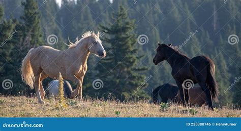 Wild Horse Mustang Palomino Stallion Prancing In The Pryor Mountains