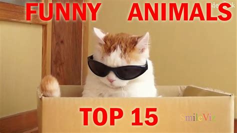 Top 15 Funny Animals Compilation ️ Animals Fails Youtube