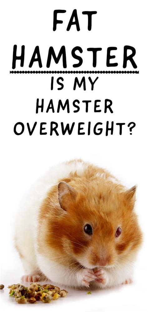 Fat Hamster Does My Hamster Need To Lose Weight