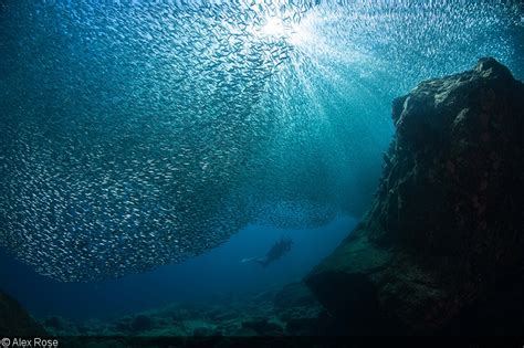 Announcing The Winners Of The Sixth World Oceans Day Photo Contest