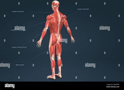 Anatomía Del Sistema Muscular Humano Masculino 3d Ilustración