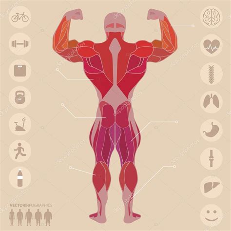 Humanos Anatomia Músculos Costas Esportes Fitness Médico Vetor