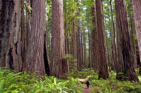 Coast Redwood Sequoia Sempervirens Mrlamarr Stem