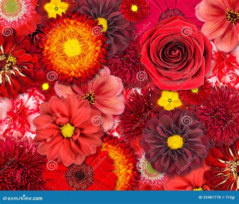 Beautiful Red Flower Background Images Top Collection Of Different