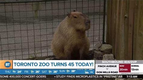 The Toronto Zoo Turns 45 Today Youtube