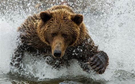 Bear Having Fun In The River Hd Desktop Wallpaper Widescreen High