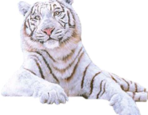 White Tiger Png Transparent Images Tiger Clipart Large Size Png