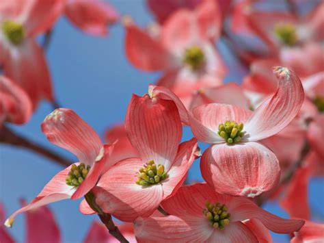 Um ihnen als potenziellem kunden die auswahl zu vereinfachen, wurde der blumenversand vergleich erfunden. Amerikanischer Blumen-Hartriegel 'Cherokee Chief' - Cornus ...