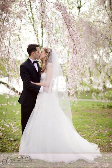 Bride And Groom Embrace In A Kiss Under The Pink Blossoms Of