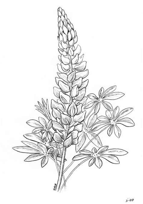 These easy flower drawing tutorials will have you doodling flower patterns all over your bujo. lupine - no flowers at the stem | Flower line drawings ...
