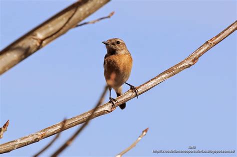 Me quiero asegurar que mi sombrero está bien roto. Tarabilla común (Saxicola torquatus): Macho y hembra con ...