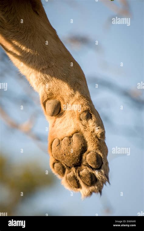 Lion Paw Print Fotos Und Bildmaterial In Hoher Auflösung Alamy