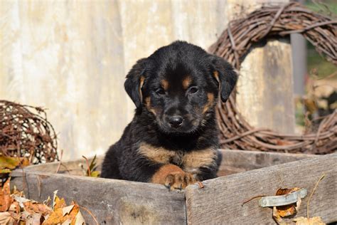 German Shepherd Rottweiler Mix Puppies Cute Dogs German Ghepherd
