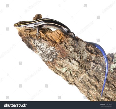 The American Five Lined Skink Plestiodon Fasciatus In The Juvenile