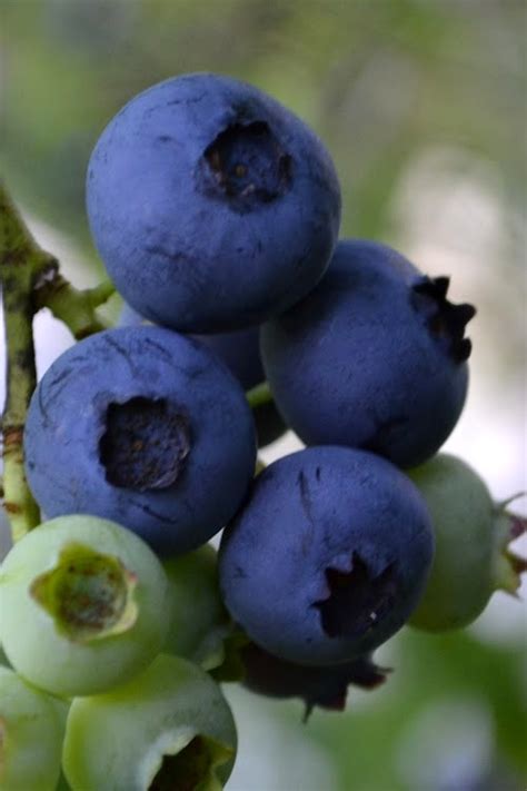 Buy Baldwin Rabbiteye Blueberry Bush For Sale Online From