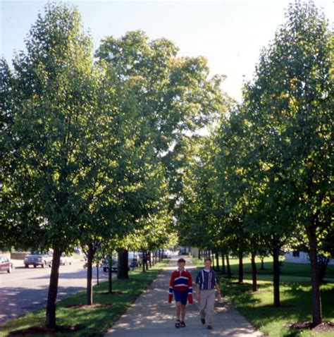 A lot of people don't really notice them, just absorb them as background visual information, unless they're really compelling. Greening Our Cities And Towns
